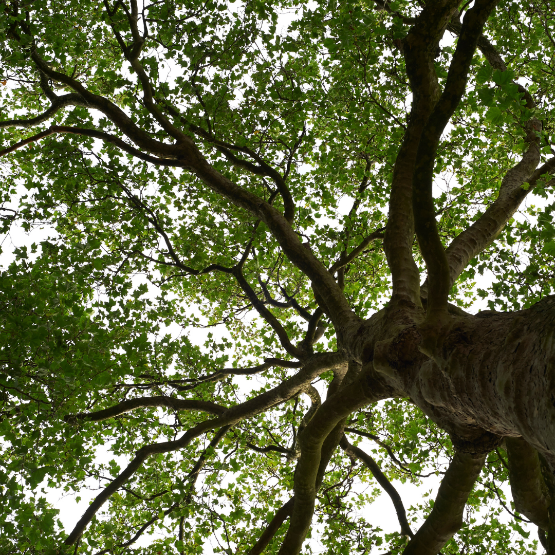 Fumigación de arboles