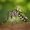 Fumigación de mosquitos