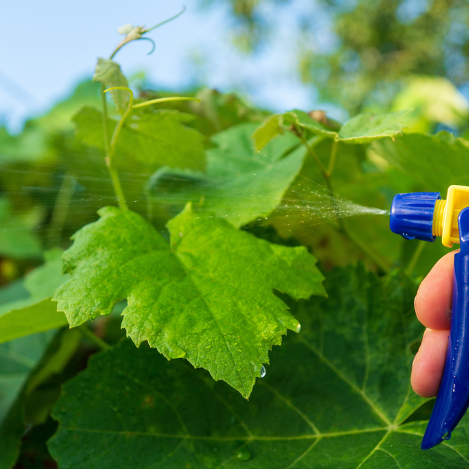 Fumigaciones biodegradables