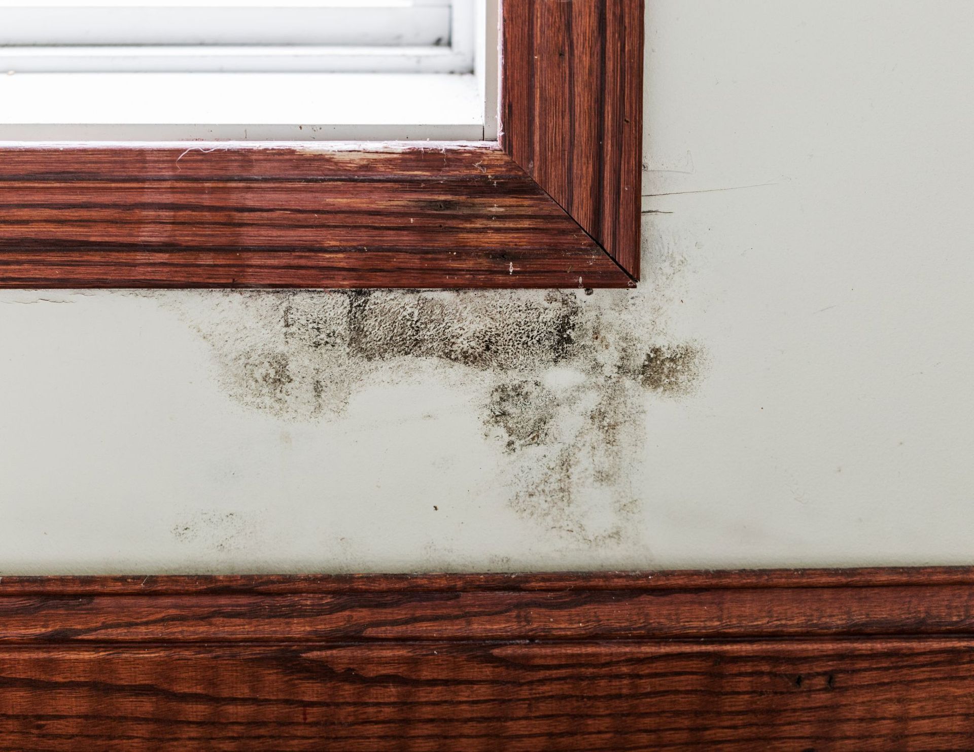 Getting Rid of Mold on Drywall