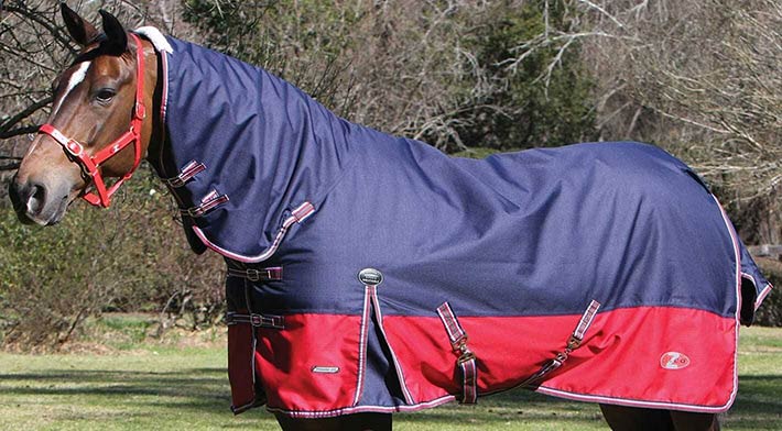 Horse wearing Harness & Coat