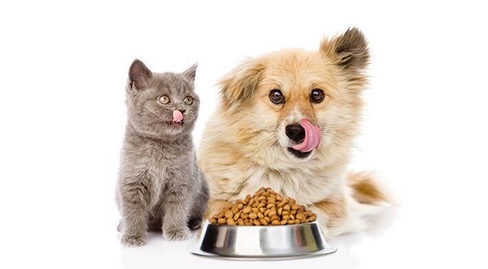Cat and Dog — North Coast Stock Feeds in Ballina, NSW