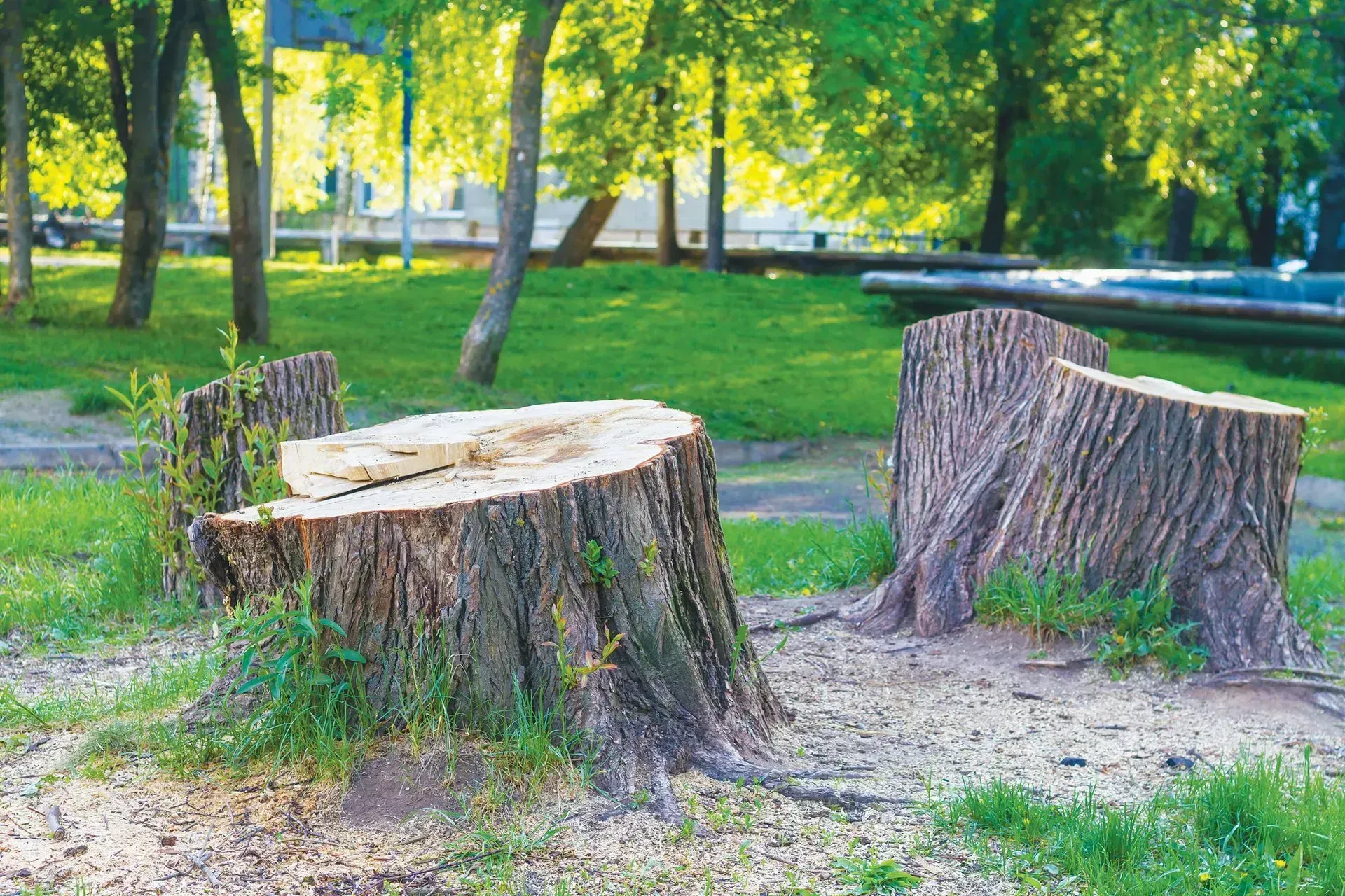 Three tree stumps in a park setting, surrounded by grass and other trees.