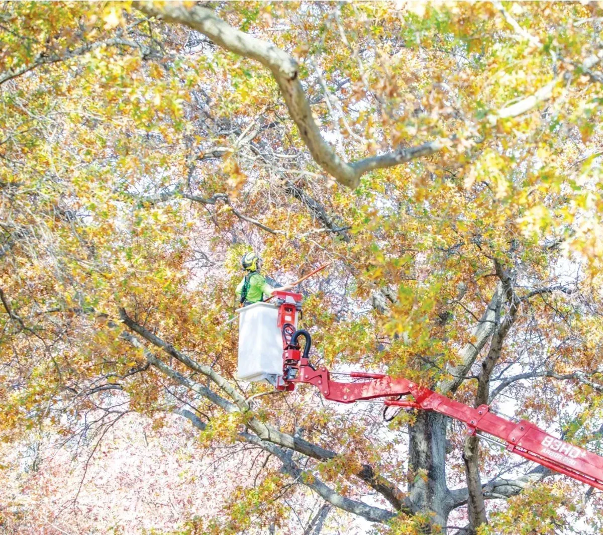 A person in a bucket lift prunes a tree with yellow and gold leaves.