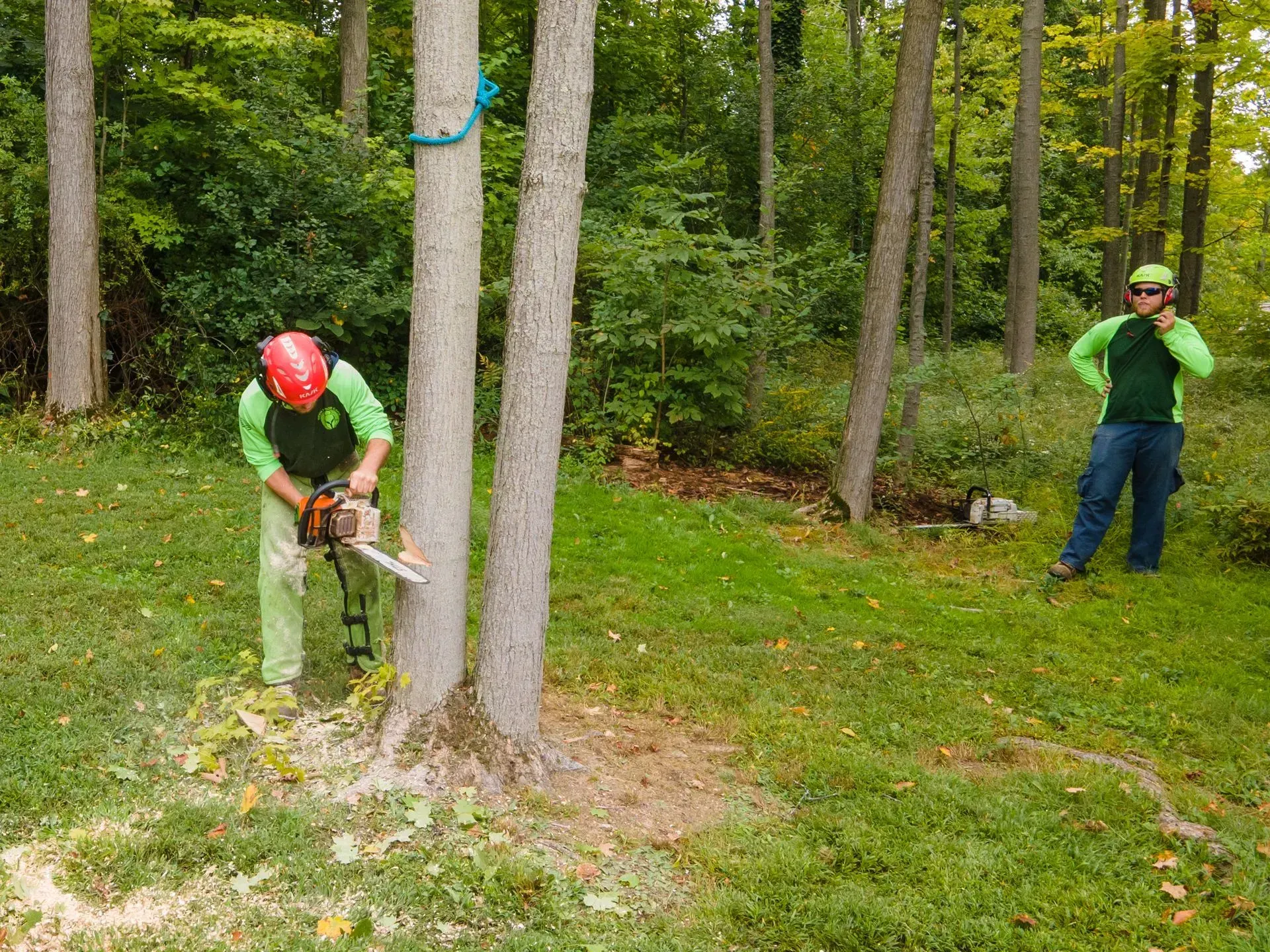Two people in a wooded area; one uses a chainsaw on a tree, the other watches.