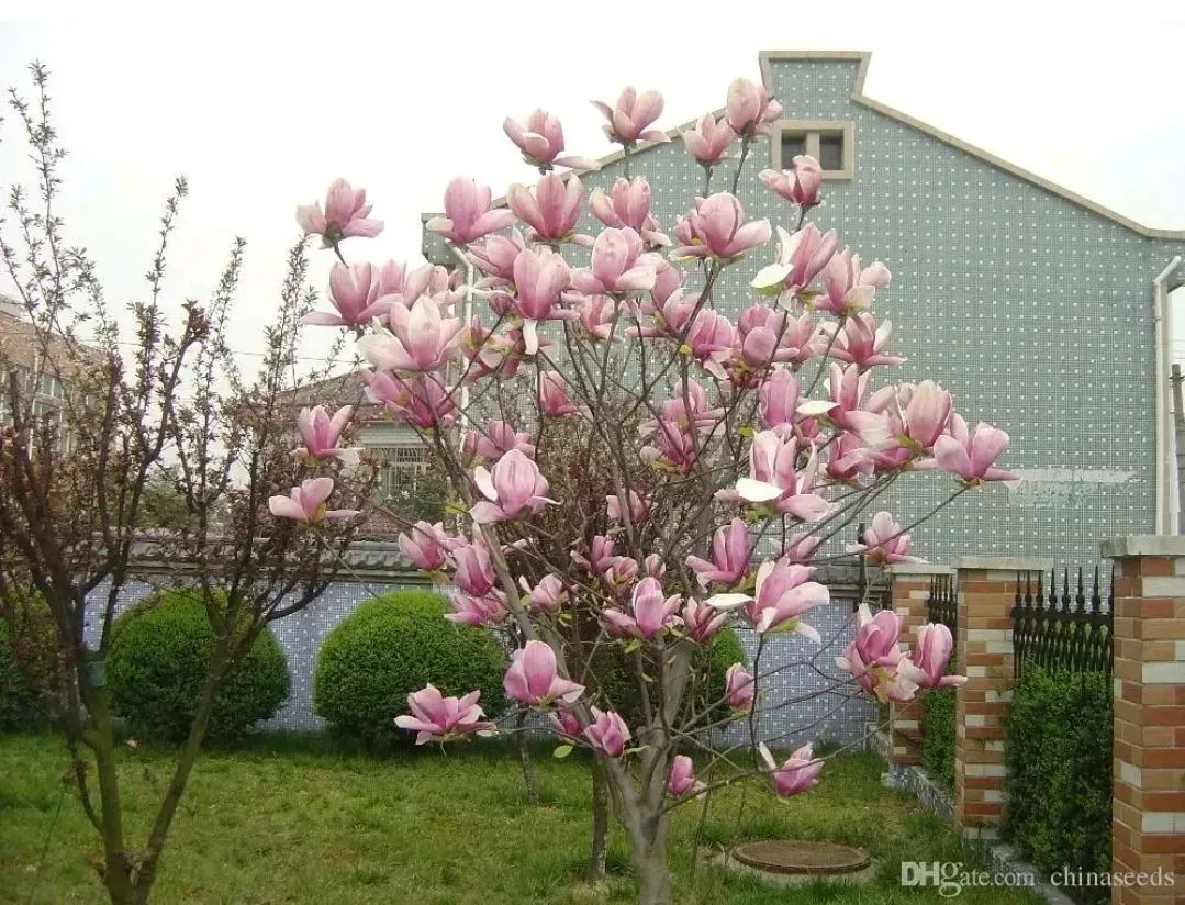 Pink Magnolia tree in a yard with a light blue building in the background.
