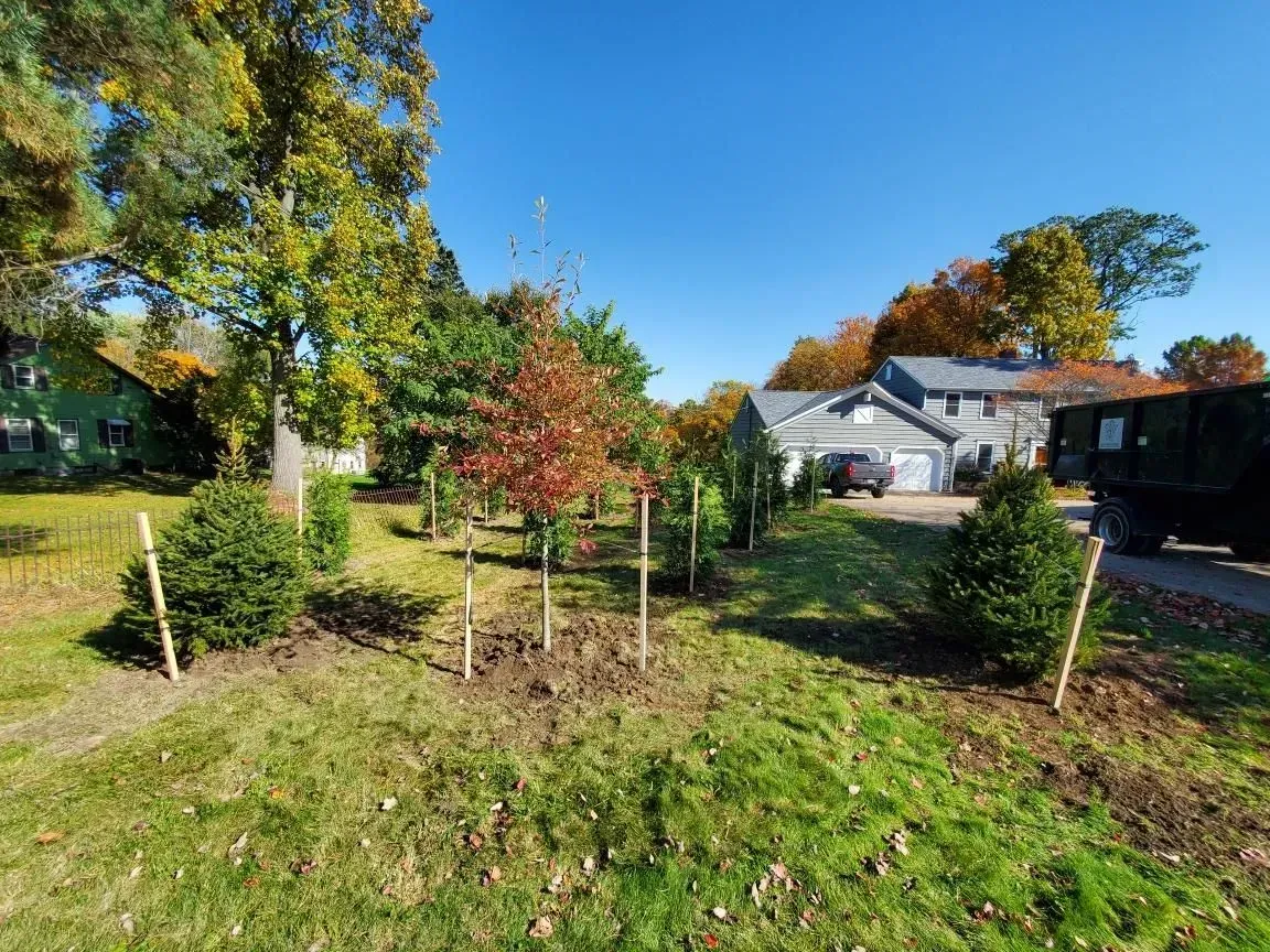 Newly planted trees in a grassy yard, supported by stakes, with a house and trees in the background under a blue sky.
