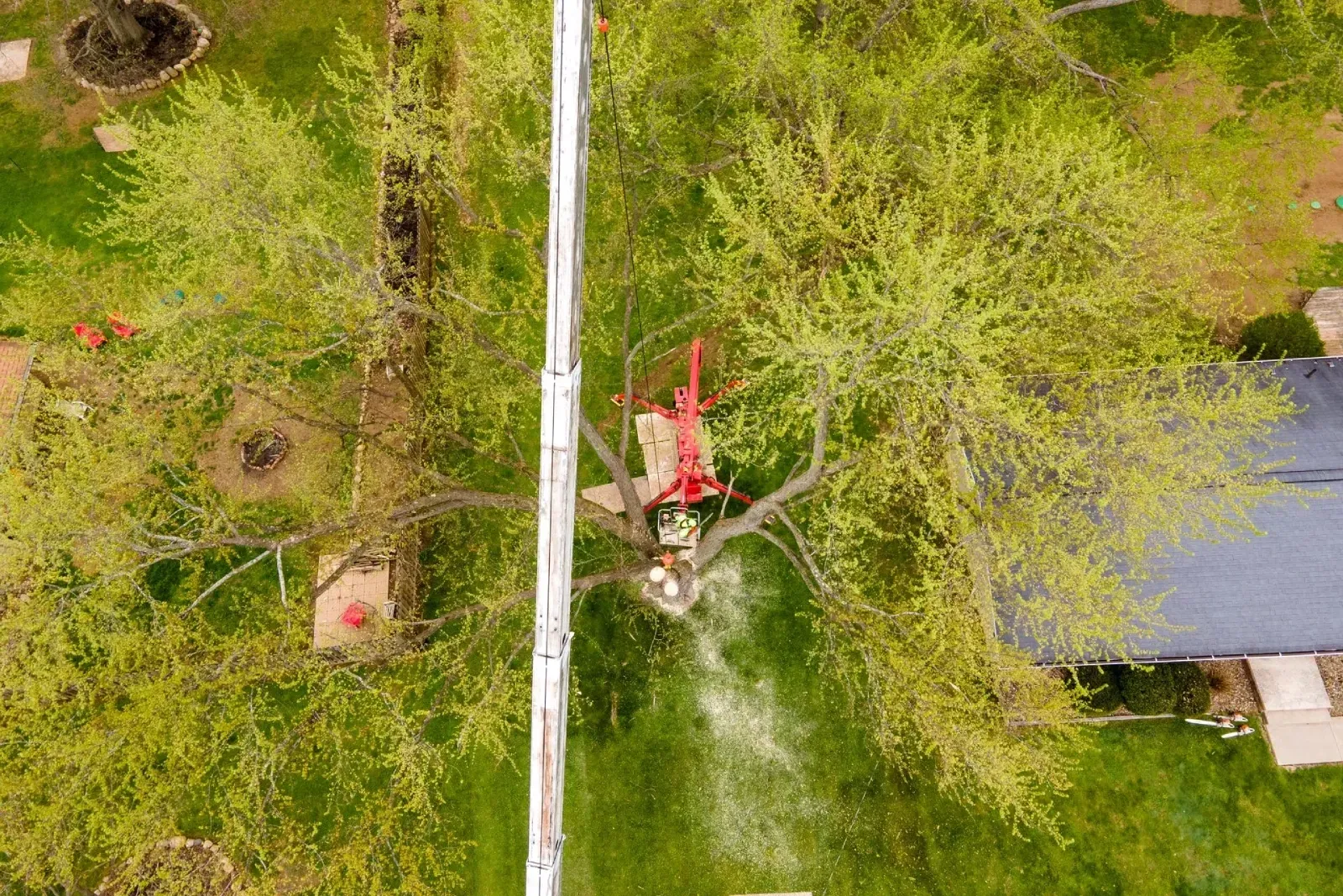 Overhead view: Tree being trimmed by a red lift truck with an attached saw; on green grass.