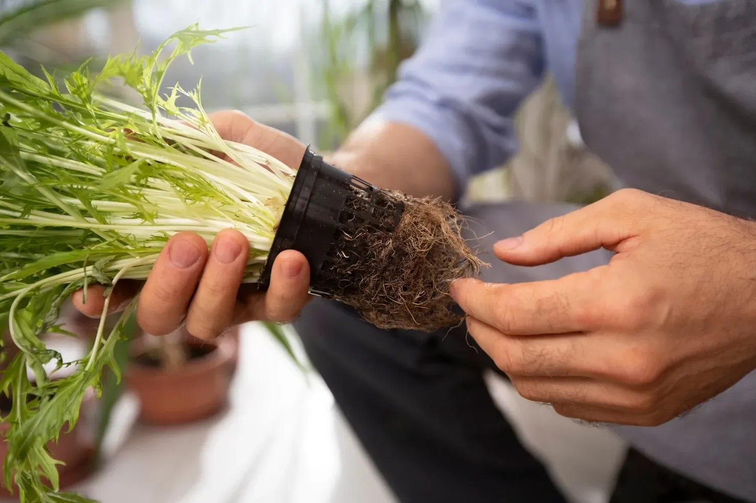 Person in hat spraying trees with a long nozzle, outdoors.