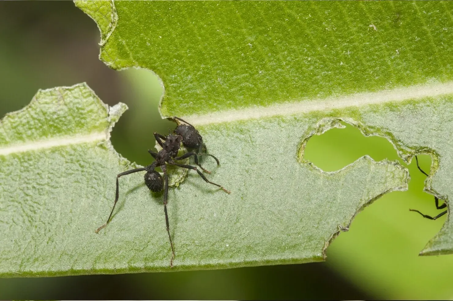 Woman in apron and gloves spraying plants with a blue bottle.