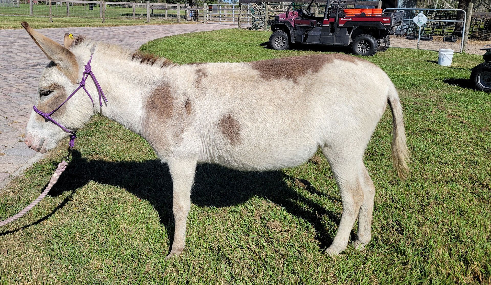 Breeder Donkeys - Daisey