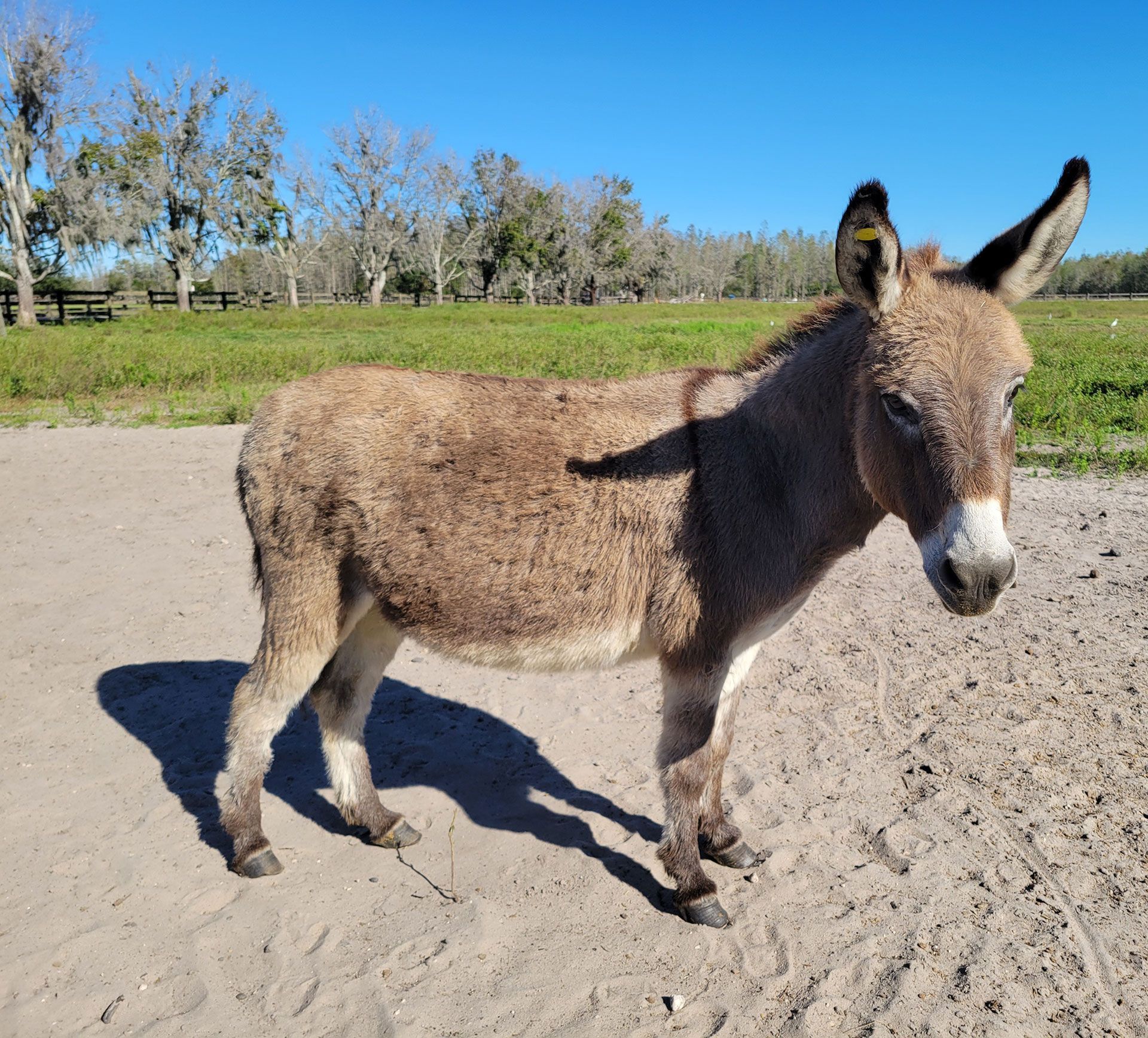 Breeder Donkeys - Honey