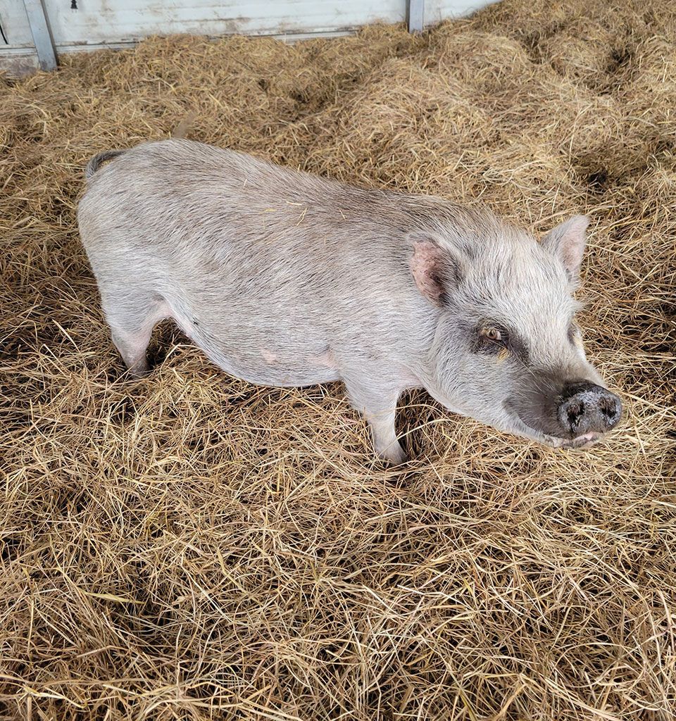 Breeder Pigs - Jaimee