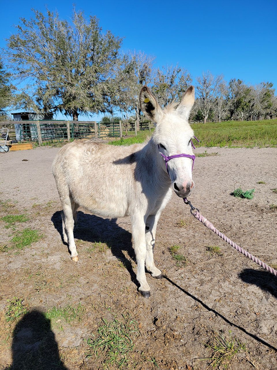 Breeder Donkeys - Luna