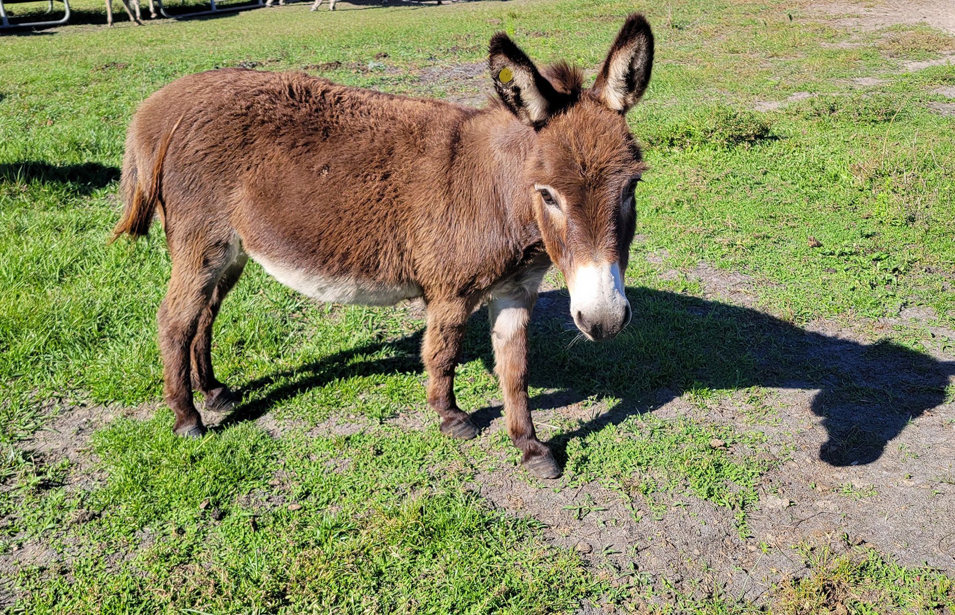 Breeder Donkeys - Mable