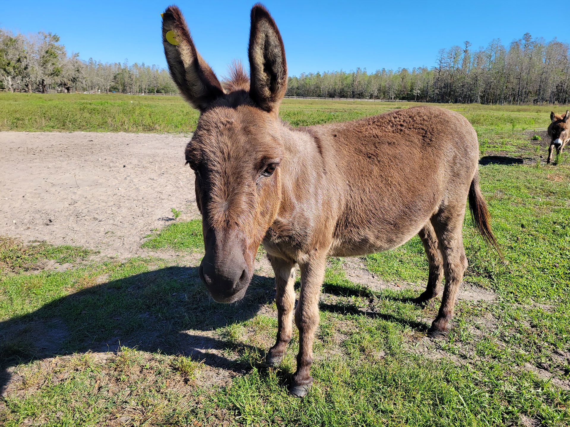 Breeder Donkeys - Millie