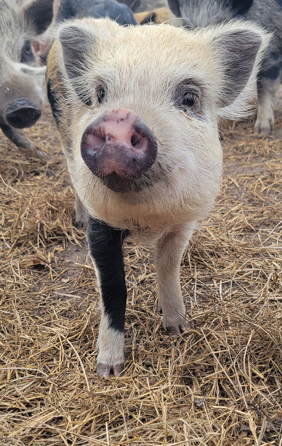 Breeder Pigs - Pebbles