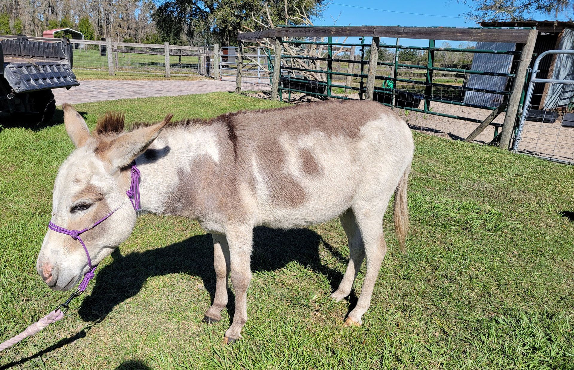 Breeder Donkeys - Richard