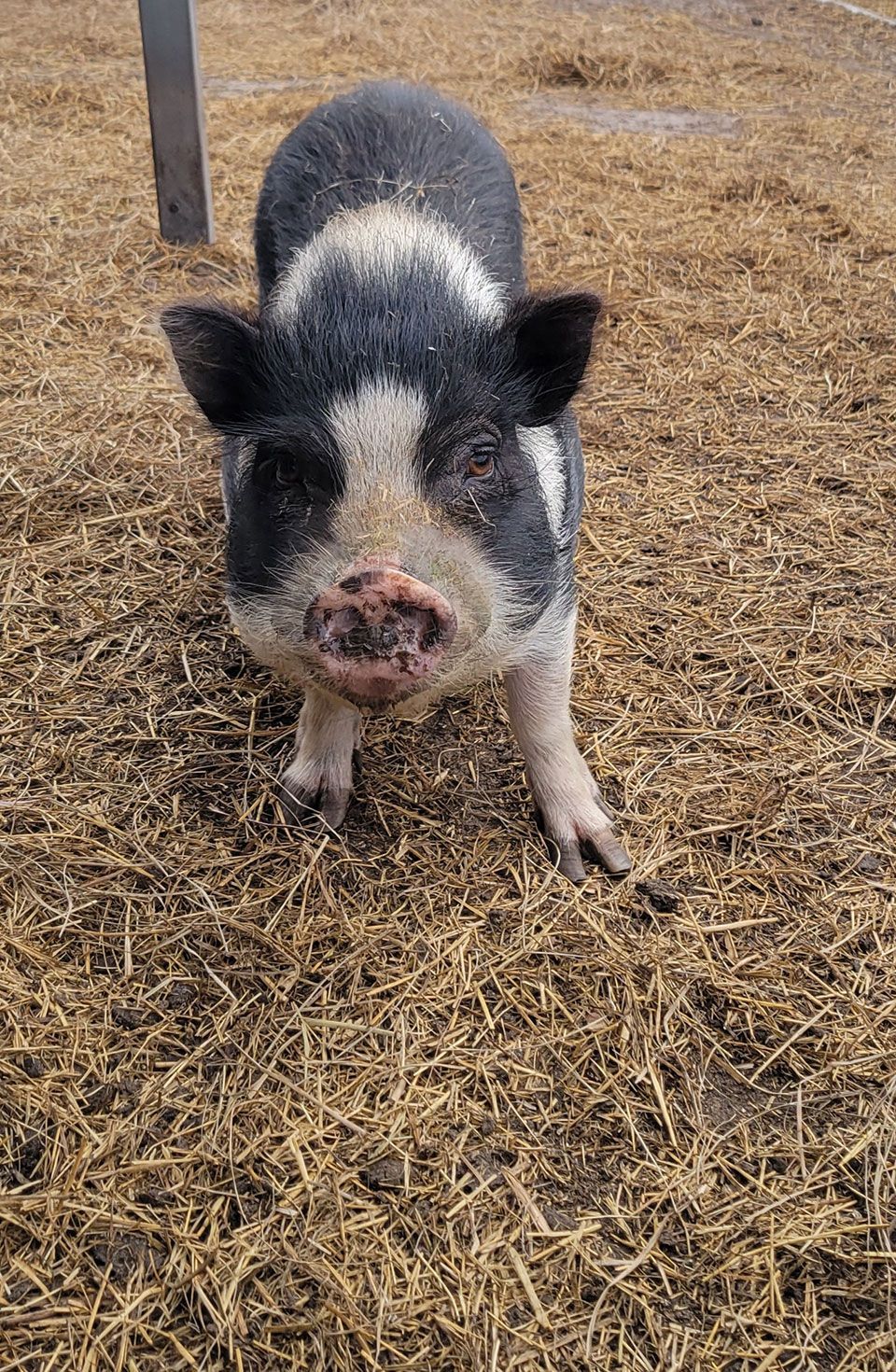 Breeder Pigs - Roxi