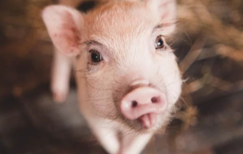 A close up of a pig sticking its tongue out and looking at the camera.