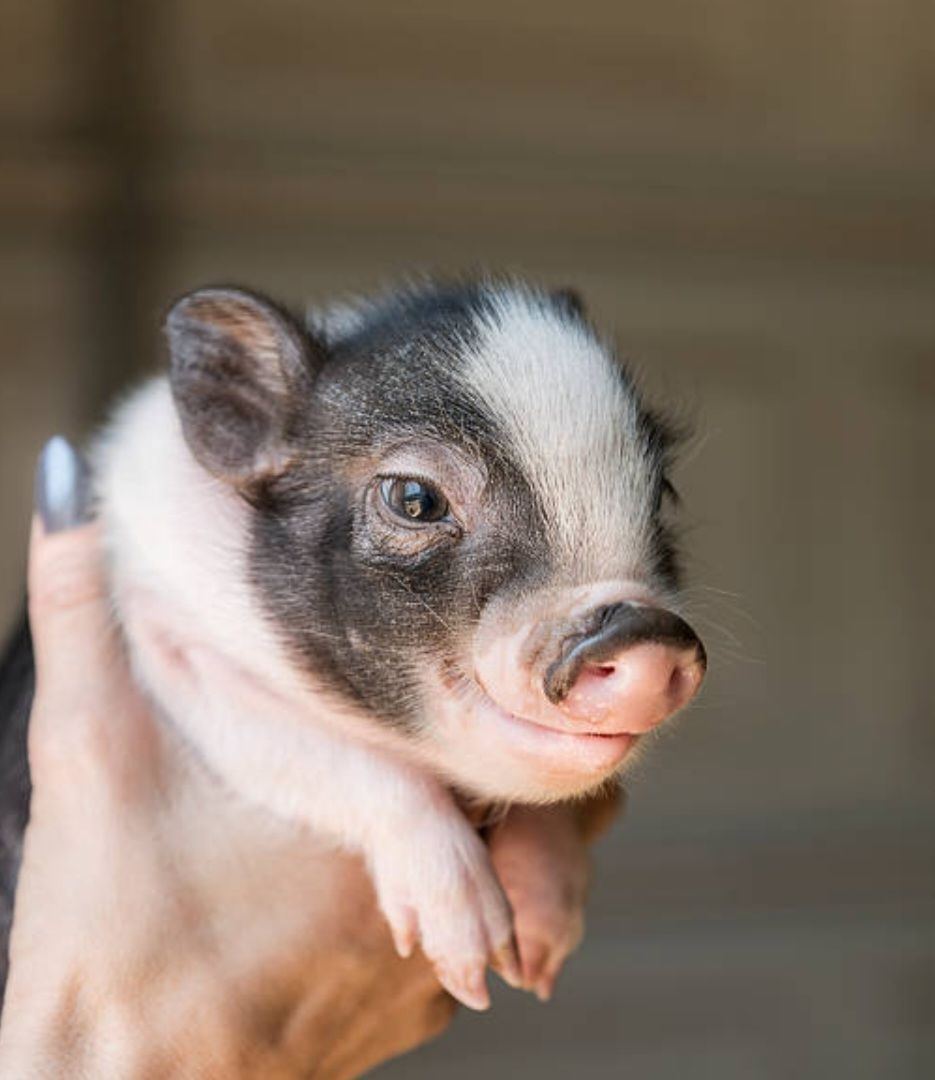 A person is holding a small pig in their hand.