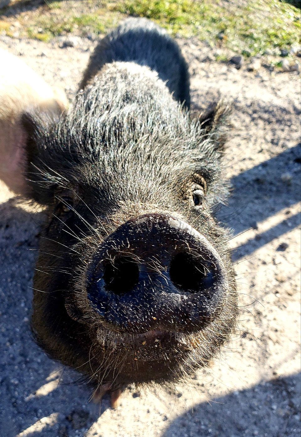 Breeder Pigs - Sparkles