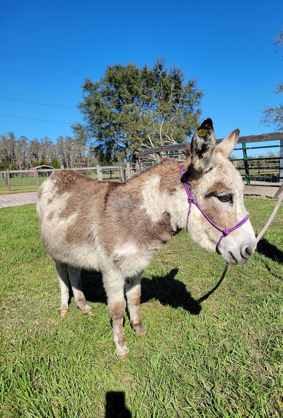 Breeder Donkeys - Waffles