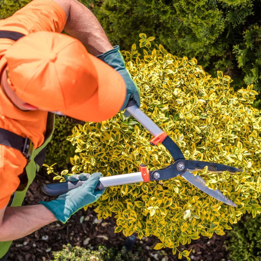 Gardener Shaping Shrub — Scranton, PA — VQS Lawn Care Services LLC