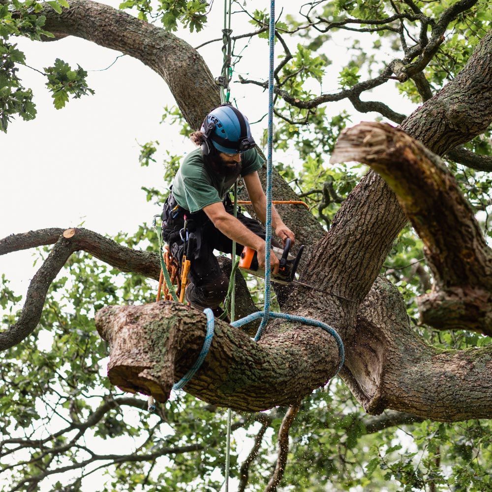 Cutting Tree Branch — Scranton, PA — VQS Lawn Care Services LLC