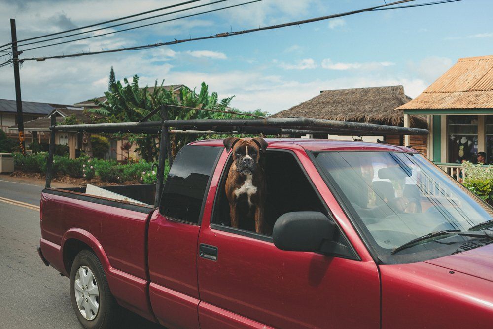 Dog Inside A Red Pick Up Truck — Ogden, UT — Sam T Evans Pickup Cover & Trailer Sales