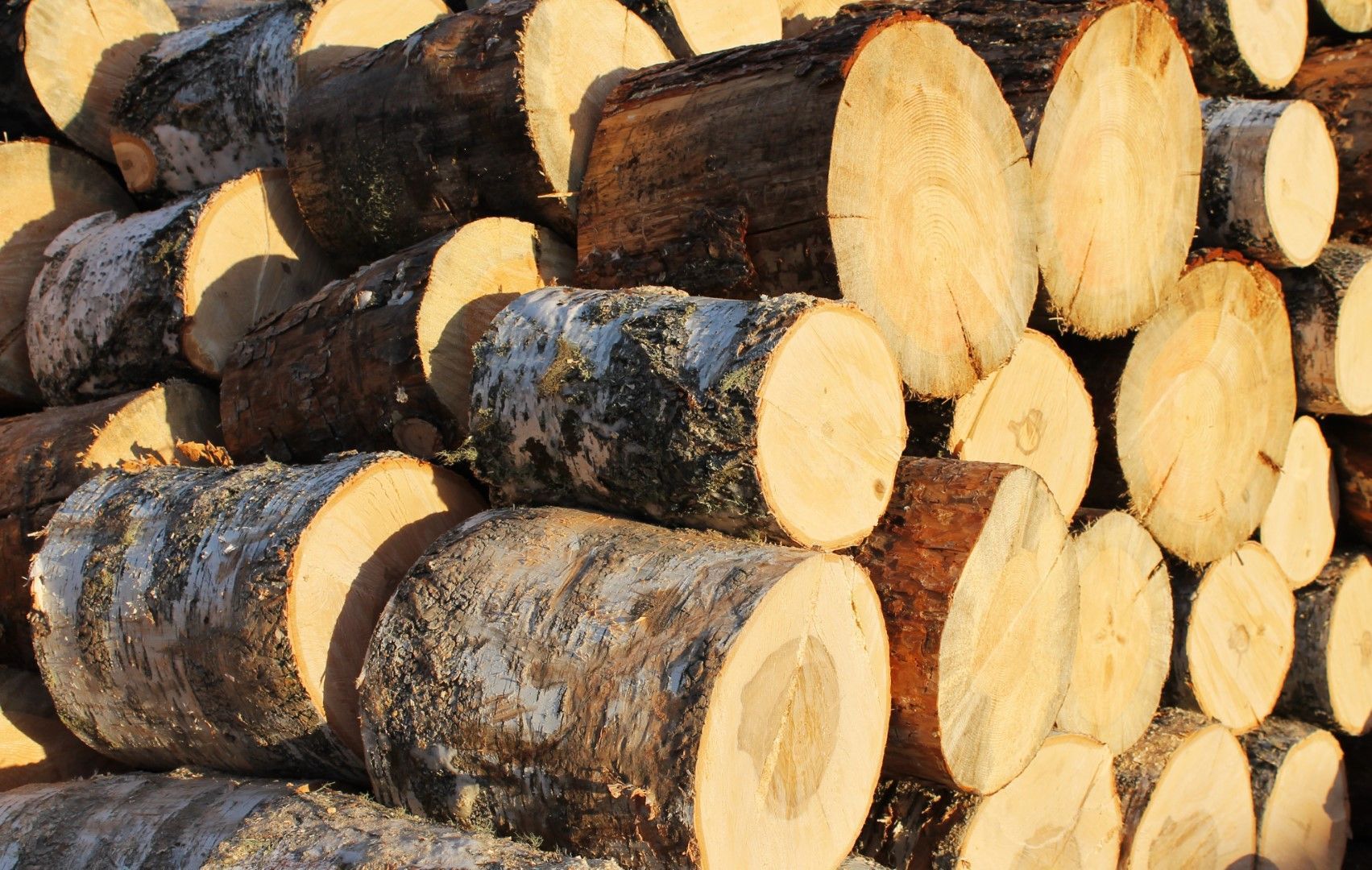 A pile of logs are stacked on top of each other.