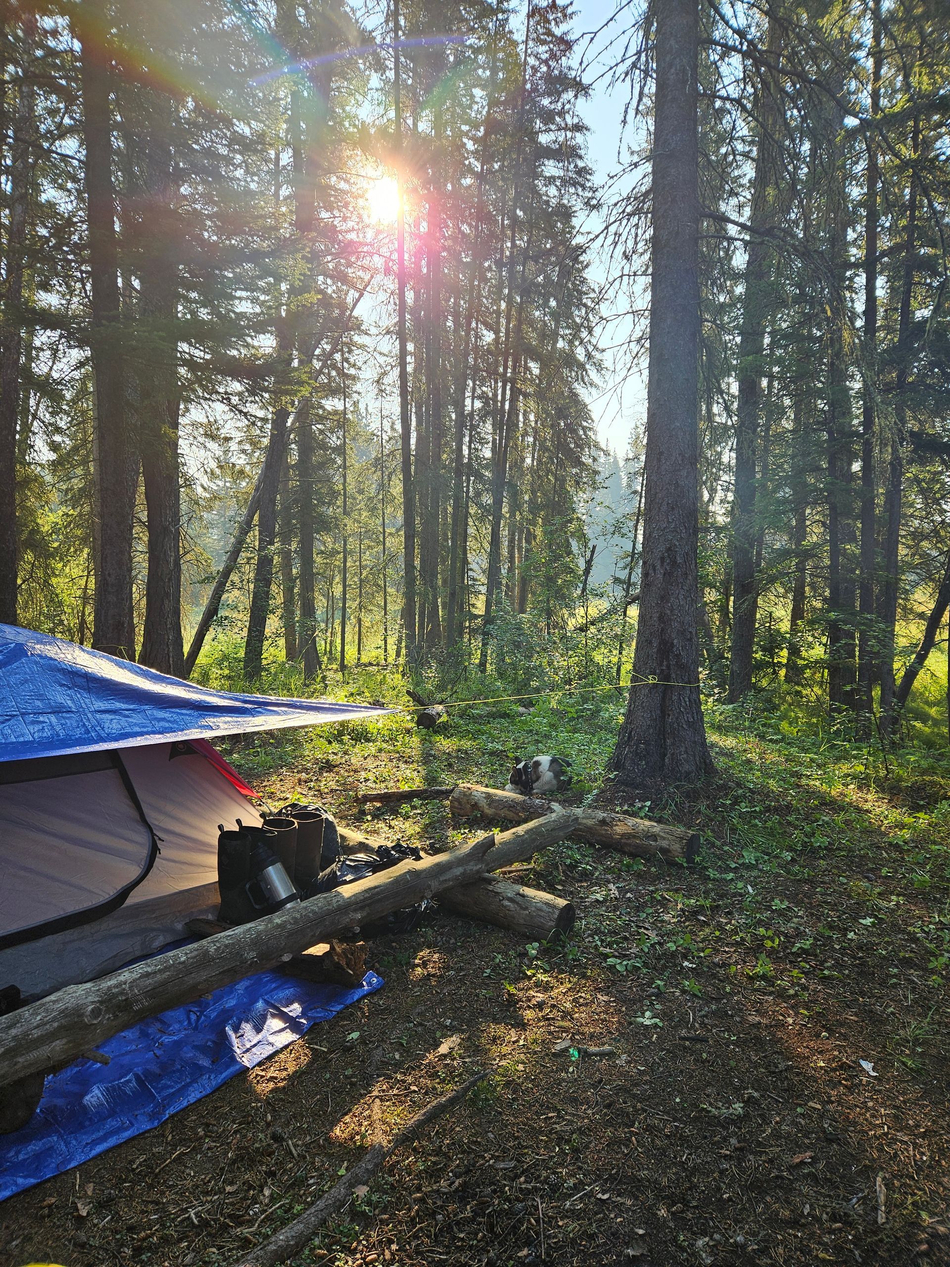 Camping scene in a forest. A tent, a blue tarp, and sunlight shining through trees.