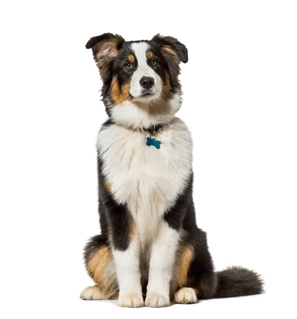 Cute Dog Sitting