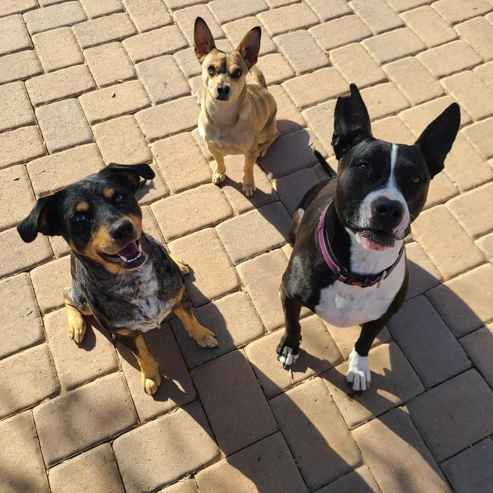 Three dogs sitting on a sunlit brick patio, looking up attentively. One dog is black, one is brown, and black and white.