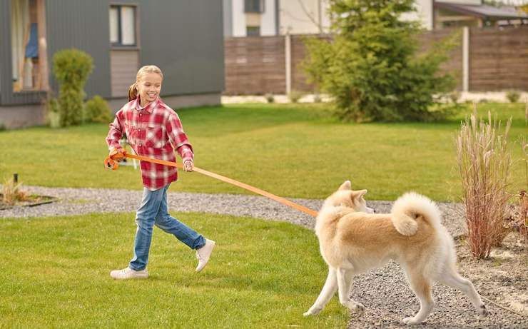 Dog Poop Clean-up Peoria, Az
