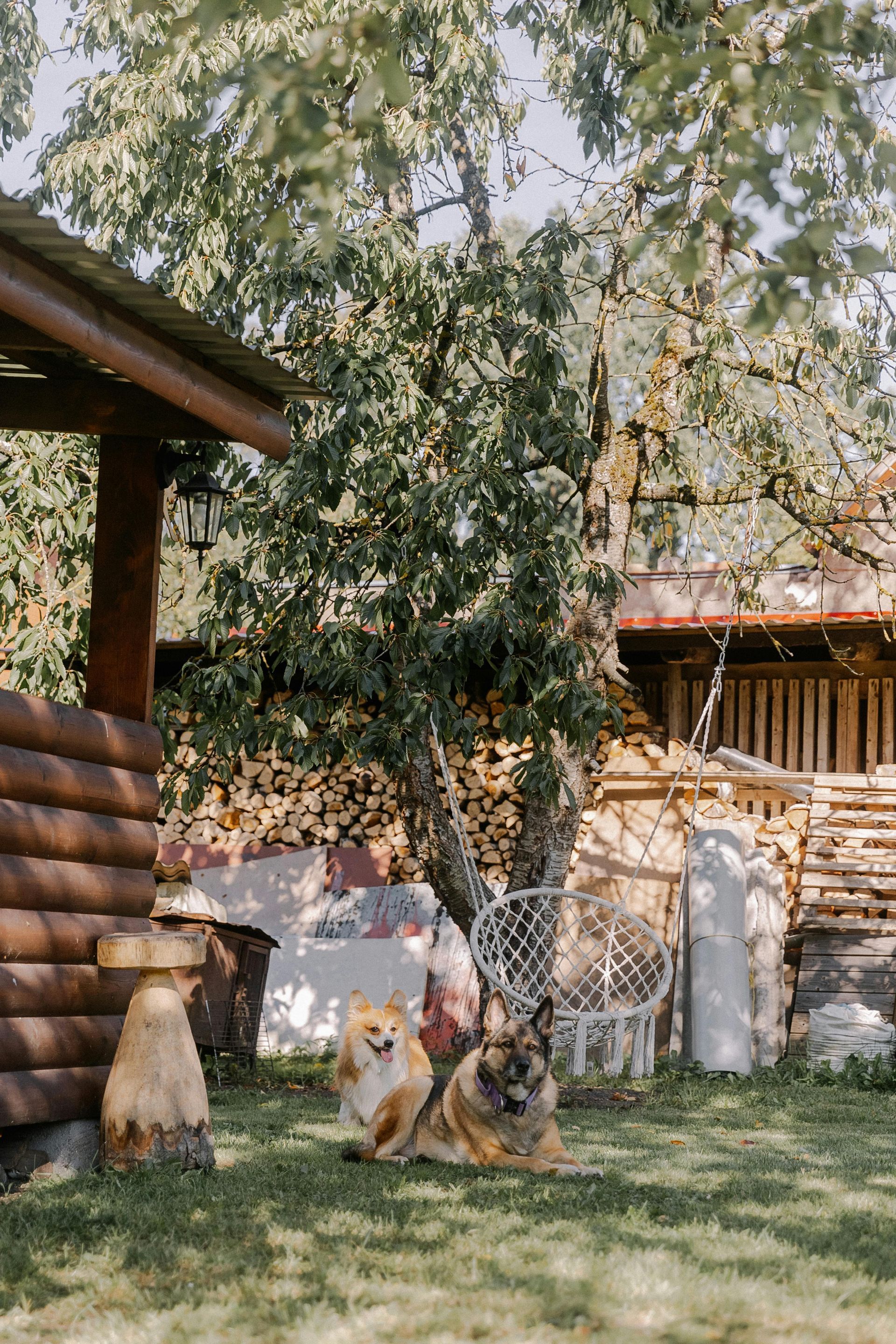 Two dogs relaxing in a backyard with a wooden cabin, stacks of firewood, and a hanging chair in the back on a sunny day.