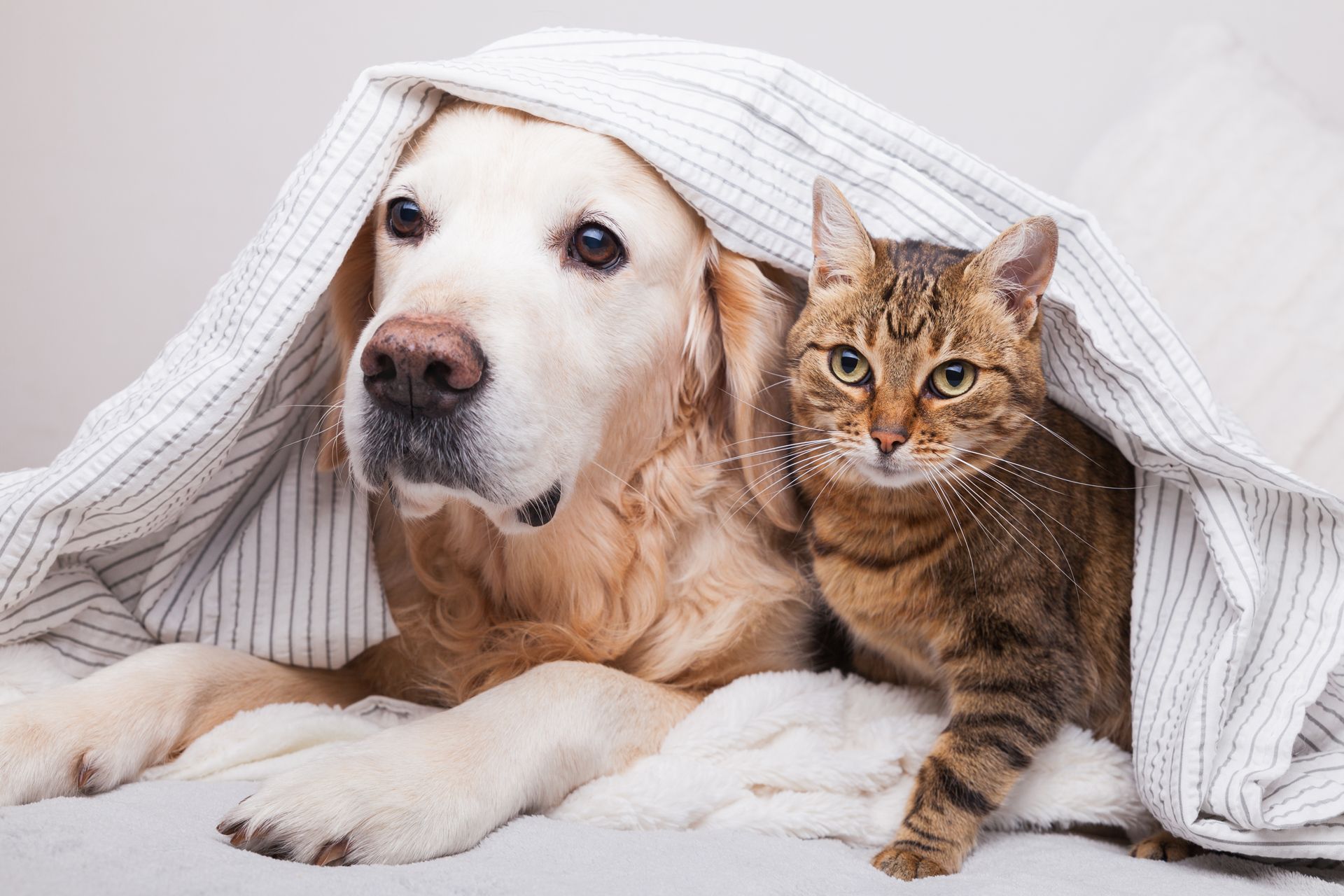 A golden retriever and a tabby cat lying together under a white striped blanket, both looking attentively forward.