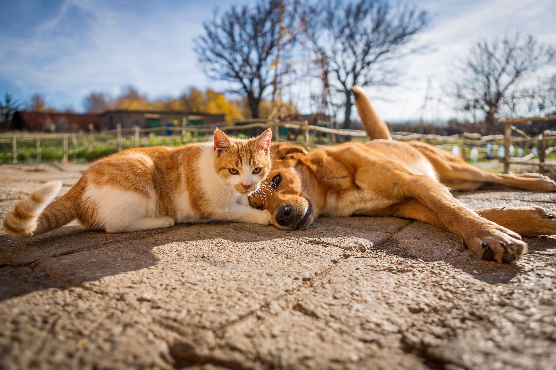 An orange and white cat lying next to a brown dog on a sunlit stone patio, both looking content with a background trees