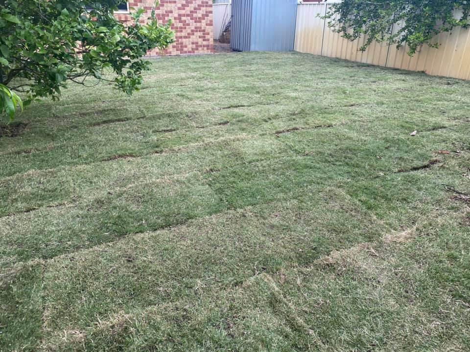 Newly Installed Grass — Slashing in Mid North Coast NSW