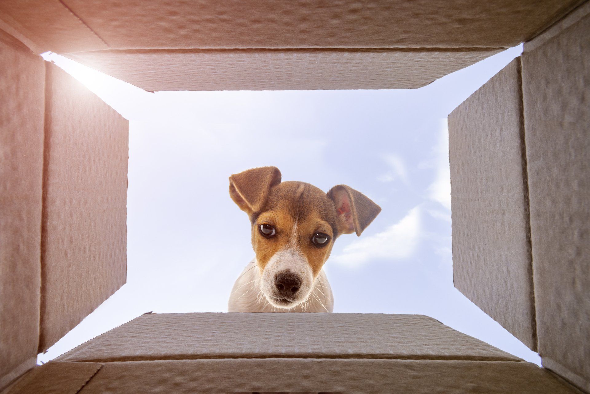 Animal Hospital Rancho Cucamonga, CA Baseline Animal Hospital