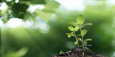 A small plant is growing out of a pile of dirt.