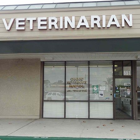 Animal Dental Care Oxnard CA Oxnard Veterinary Hospital   408 1920w 