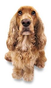 Veterinarian — Brown Dog in Oxnord, CA