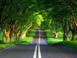 Road surrounded by green trees | Eagle Transmission & Auto Repair - Austin-North