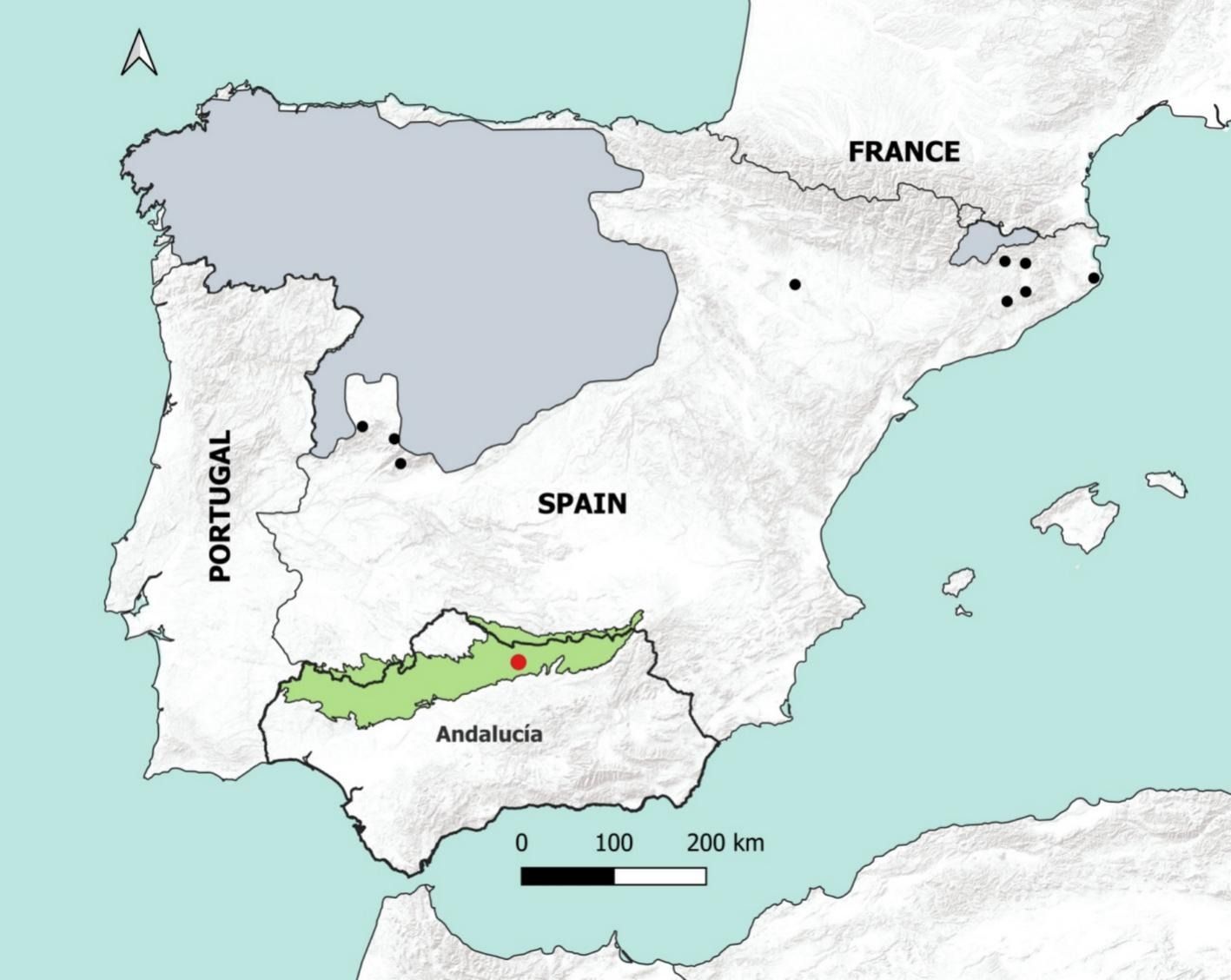 Abb.: Das Untersuchungsgebiet (Sierra Morena), in dem das letzte Wolfsrudel gefunden wurde, ist mit einem roten Punkt markiert. Aktuelles Verbreitungsgebiet der Wölfe (grauer Block) und gelegentliches Vorkommen (schwarze Punkte) der Art in Spanien. Abb.: Das Untersuchungsgebiet (Sierra Morena), in dem das letzte Wolfsrudel gefunden wurde, ist mit einem roten Punkt markiert. Aktuelles Verbreitungsgebiet der Wölfe (grauer Block) und gelegentliches Vorkommen (schwarze Punkte) der Art in Spanien.