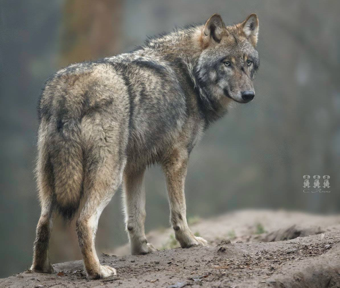 Bild Wolf  © Cornelia Arens - KlickFaszination
