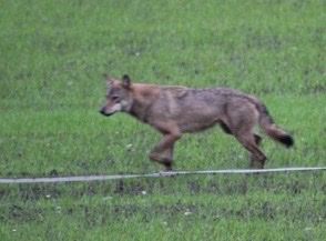 Abb. 1 Die junge Gloria, August 2019. Foto: J. Fengels Abb. 1 Die junge Gloria, August 2019. Foto: J. Fengels