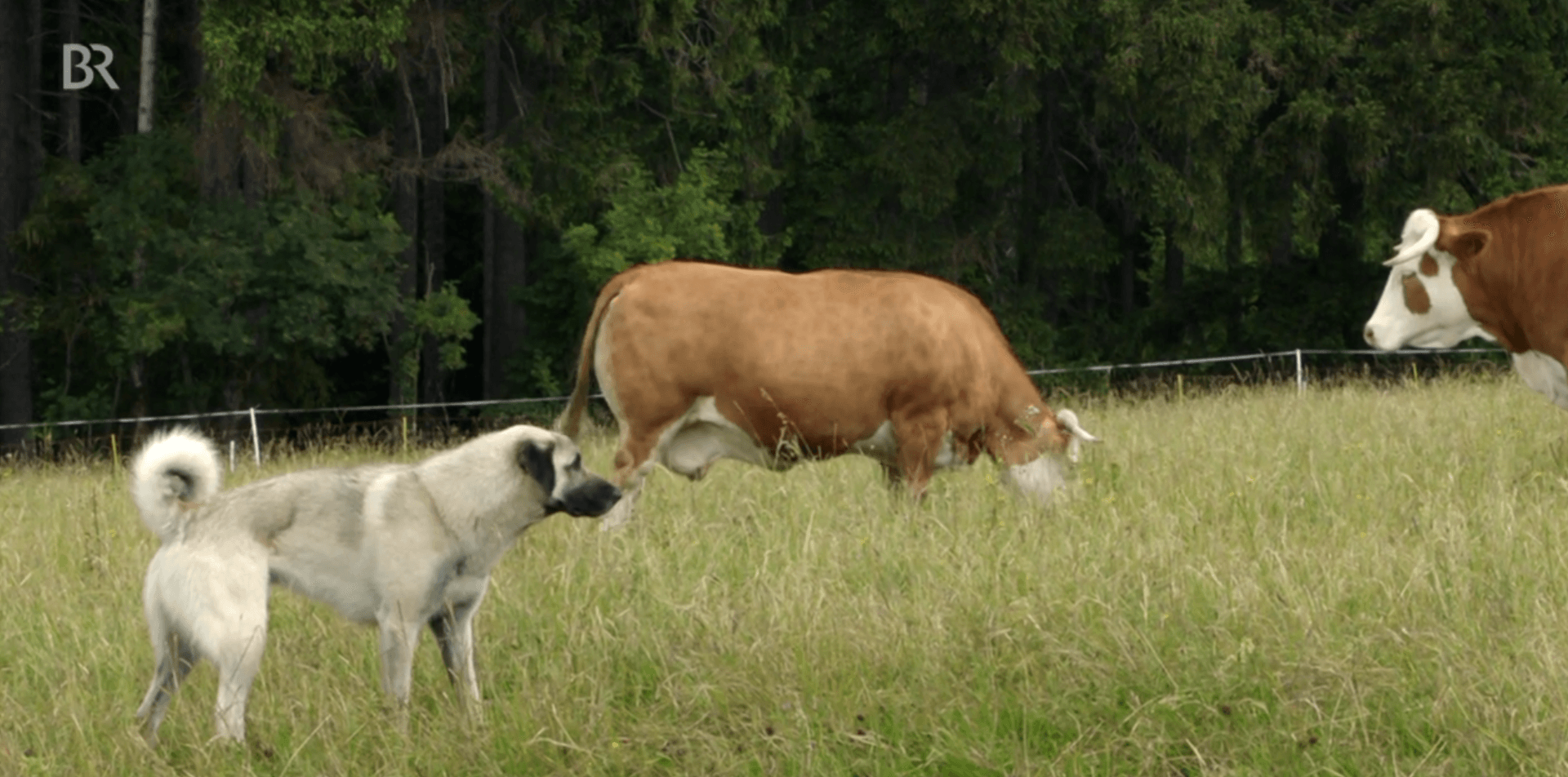 Bild Herdenschutzhunde bei Rindern  © BR