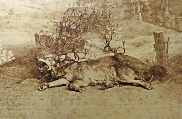 Bild Der letzte Wolf vom Odenwald