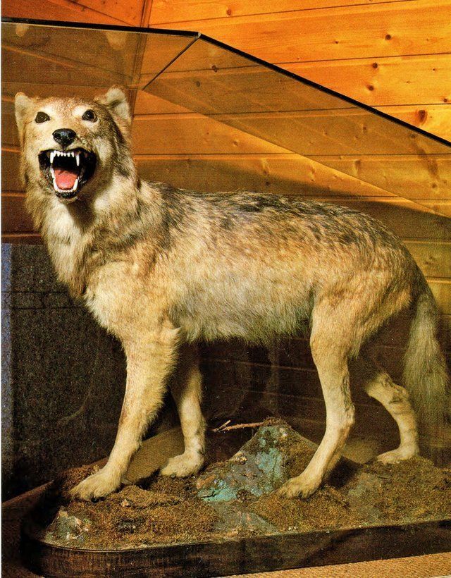Bild Der letzte Wolf vom Odenwald im Museum